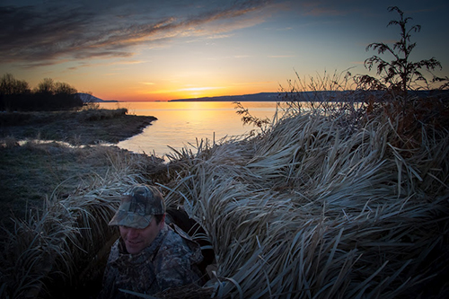 Lili le labrador rapporte les oies au chasseurs lors d'une journée de chasse aux oiseaux migrateur dans la région de Victoriaville