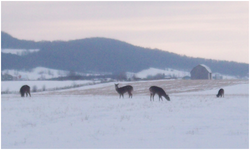 Suberbe paysage de neige lors des randonnées en Motoneige