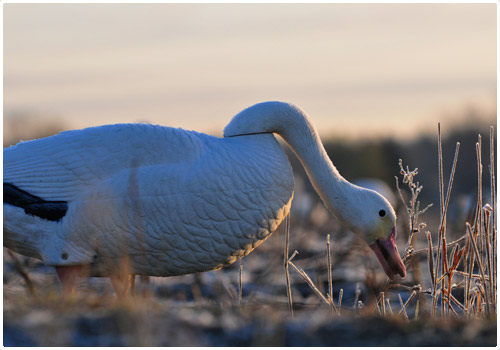 Applant d'oiseau lors d'une chasse au oiseaux migrateurs