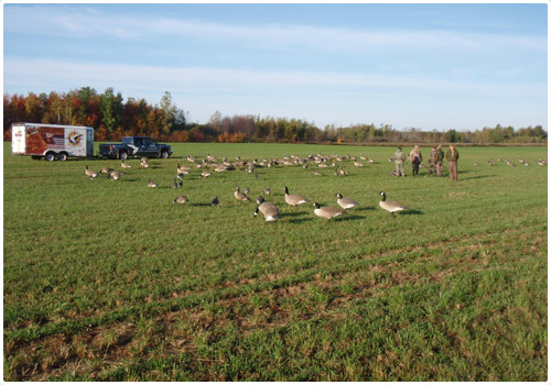 This field is used for hunting migratory birds