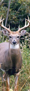 Chasse au Cerf de Virginie