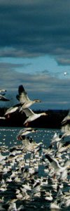 Chasse à l'oie blanche Victoriaville